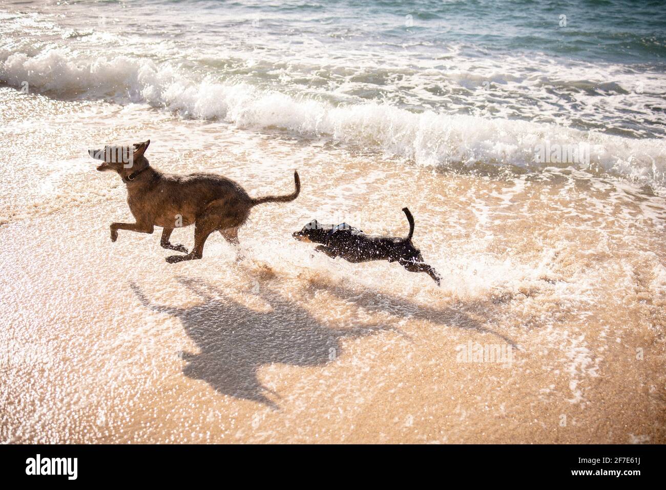 Tiny dog chasing. larger dog through the beach in Hawaii Stock Photo