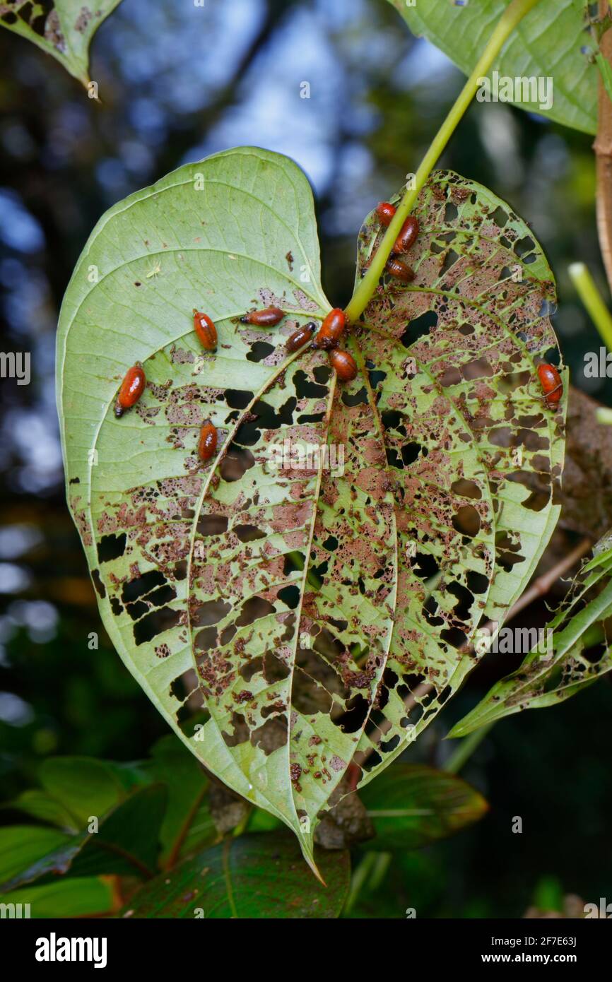 Air potato leaf beetle, Lilioceris cheni, larvae or grubs feeding on an air potato leaves. Stock Photo