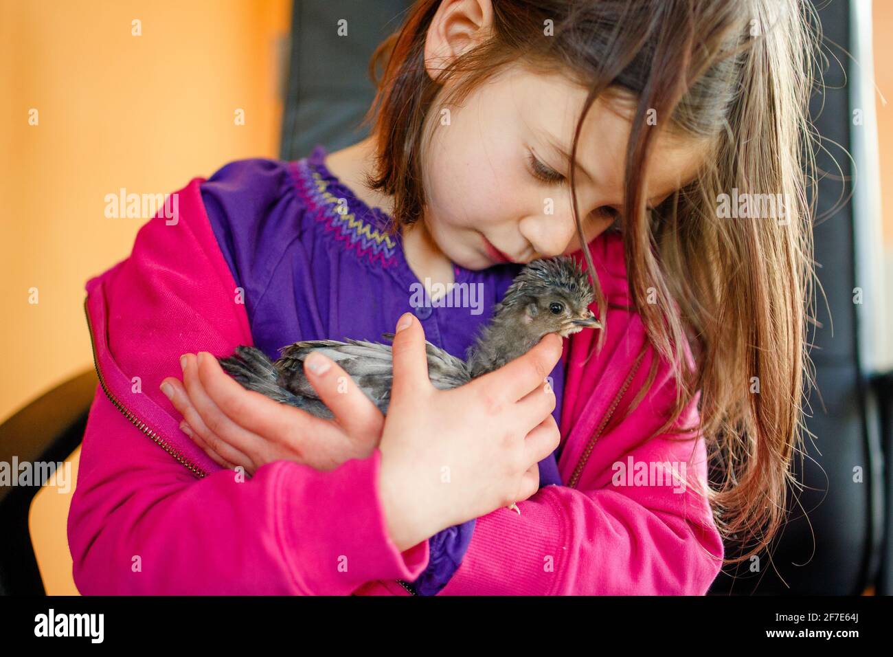 A cute little girl cradles a small baby chicken in her arms inside Stock Photo