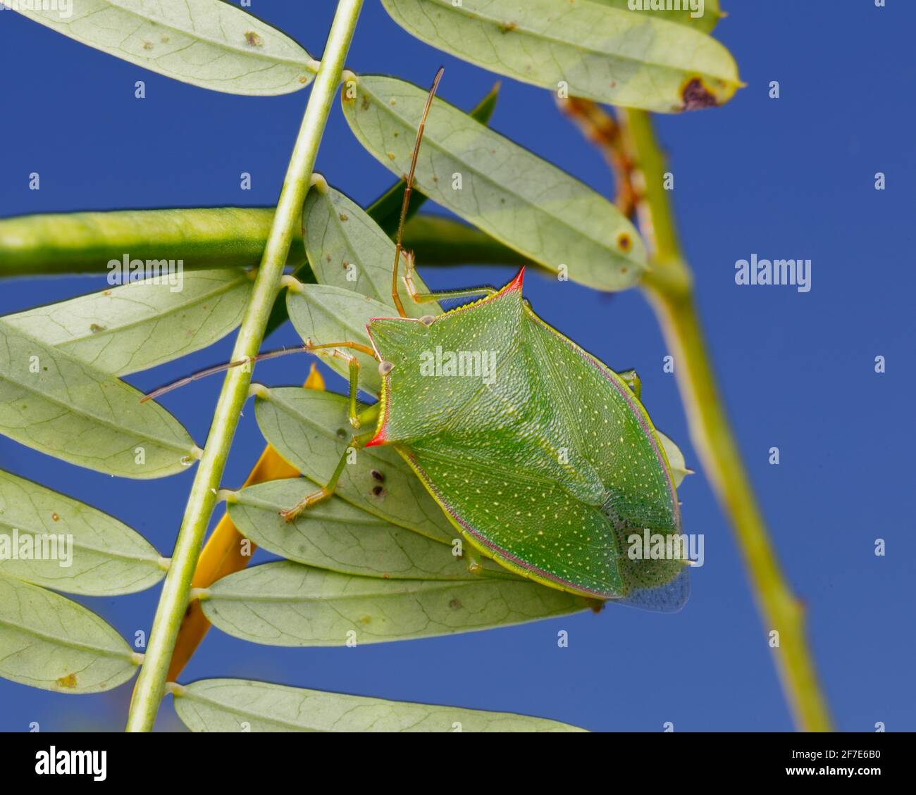 An adult spined green stink bug, Loxa flavicollis, crawling on a legume. Stock Photo