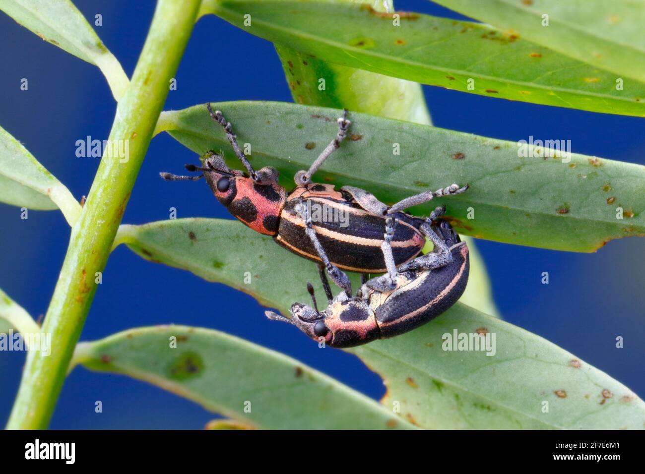 broad nosed weevils, Eudiagogus maryae, are mating on a legume plant. Stock Photo
