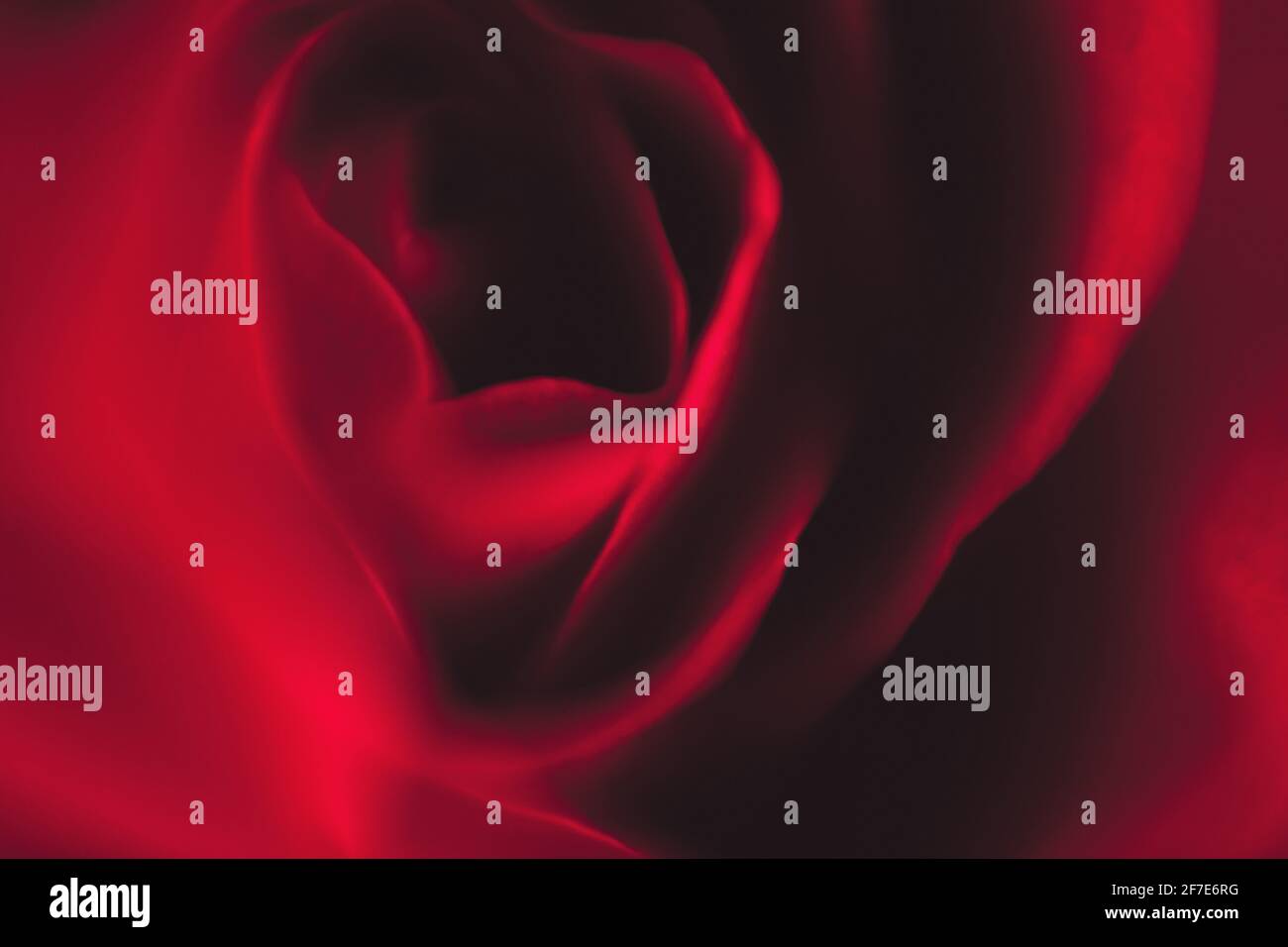 beautiful-out-of-focus-red-rose-macro-sensual-red-texture-stock-photo