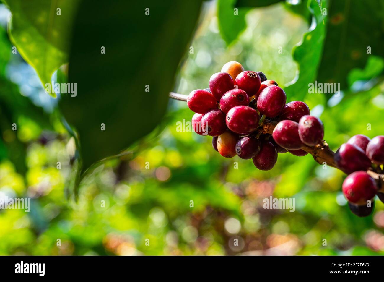 coffee cherries ripening on a tree in North Thailand Stock Photo