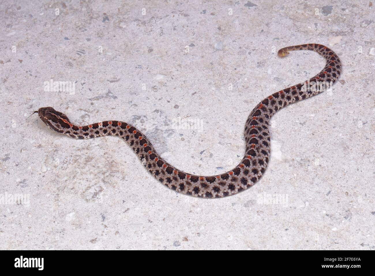 A Dusky pigmy rattlesnake, Sistrurus miliarius barbouri, on a sandy road. Stock Photo
