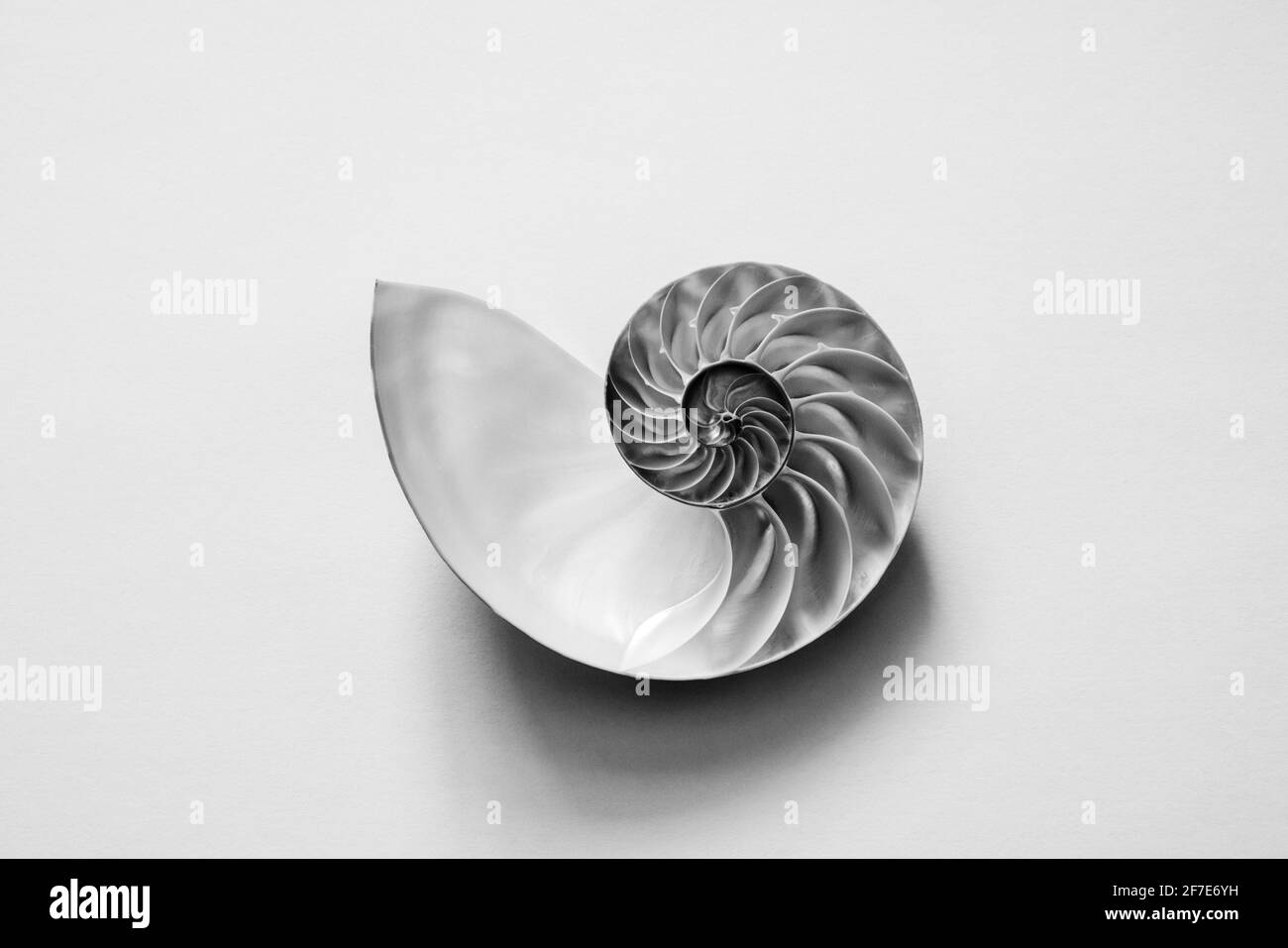 Black and white image of an open half of a nautilus sea shell. Stock Photo