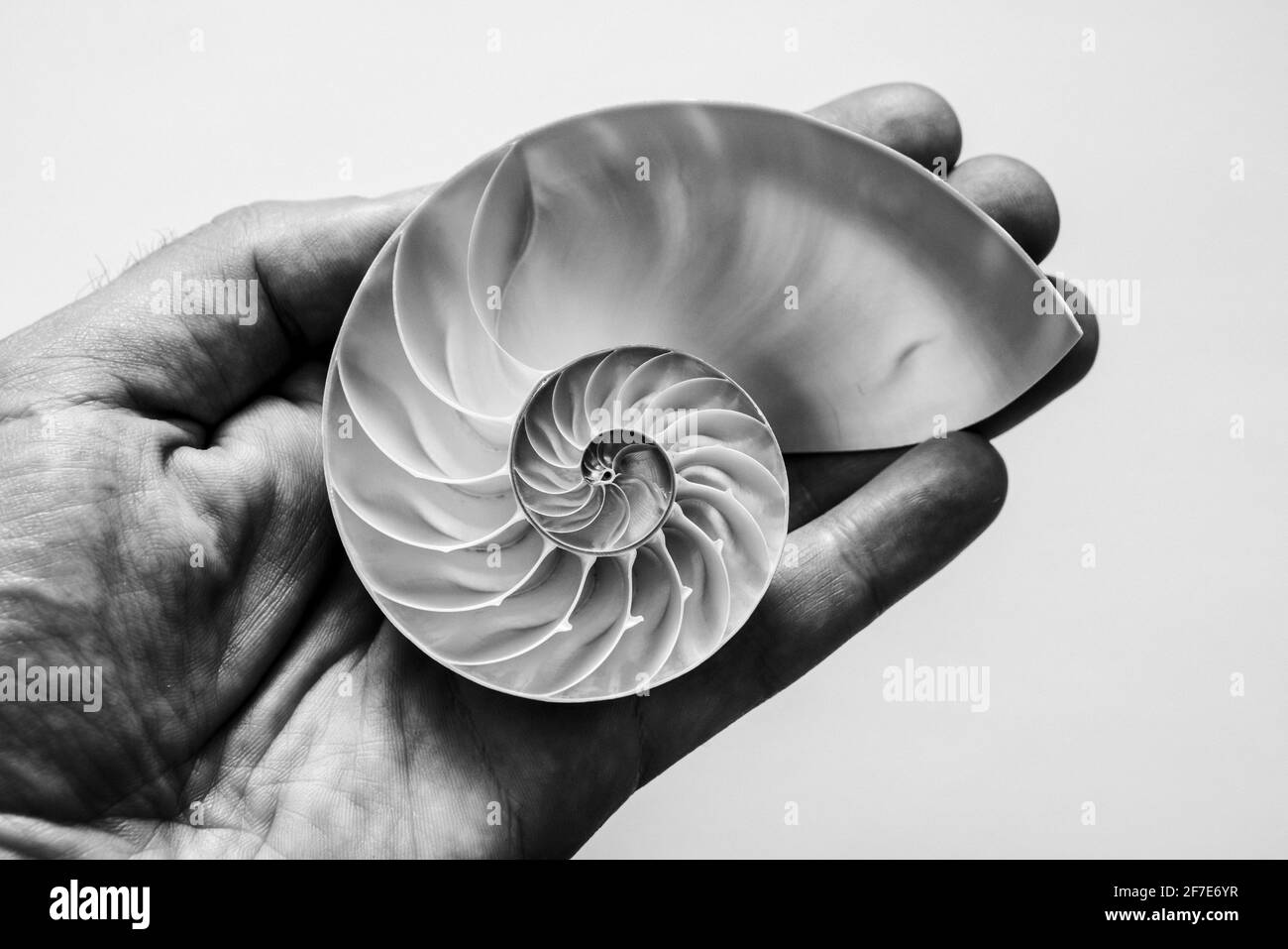 A male hand holds an open half of a nautilus seashell. Stock Photo