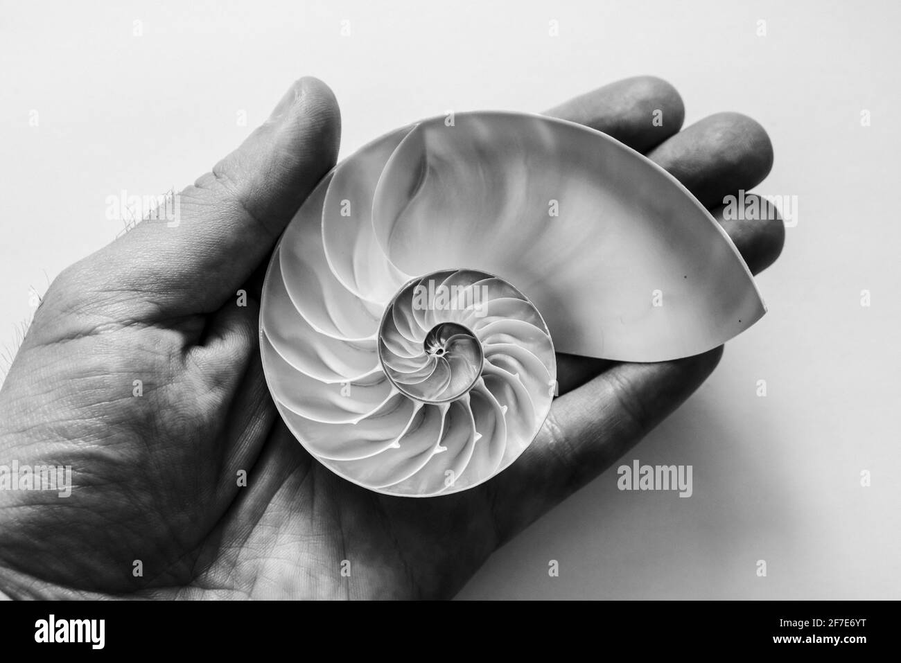 Black and white image of a male hand holding an open Nautilus shell. Stock Photo