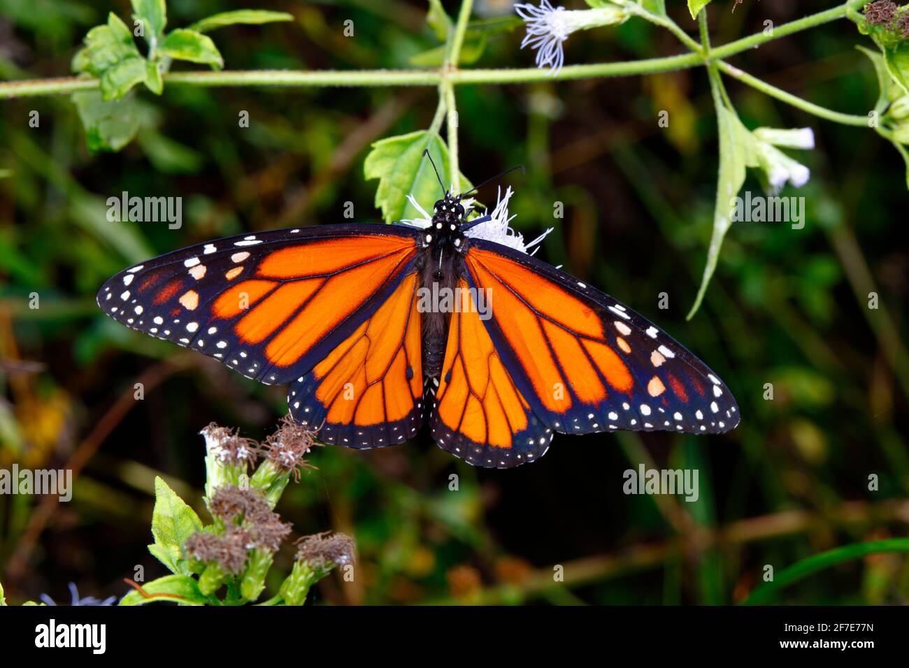 A monarch, Danaus plexippus, nectaring on a flower. Stock Photo