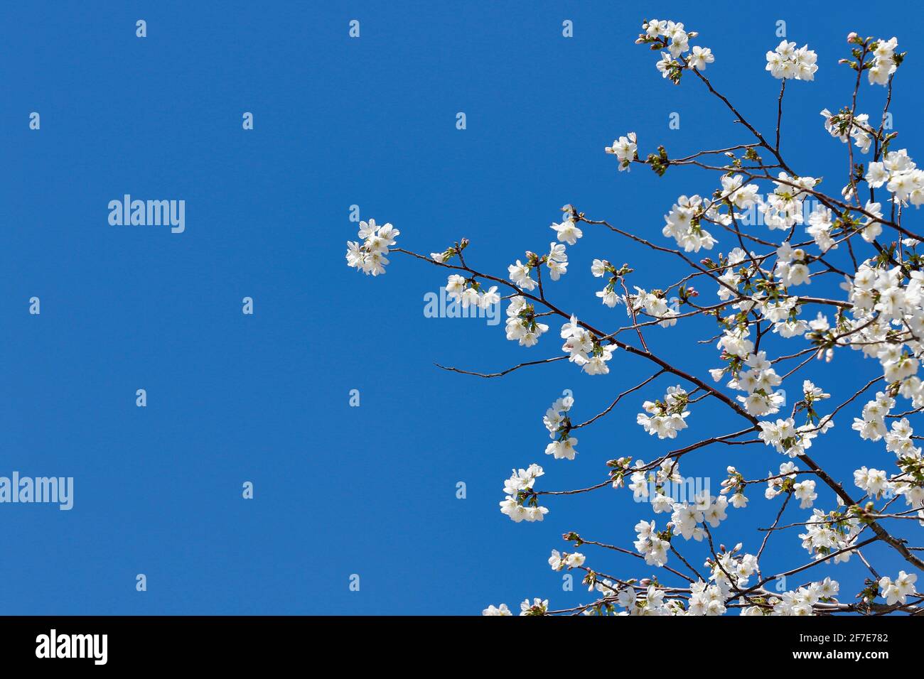 Cherry blossoms in full bloom Stock Photo - Alamy