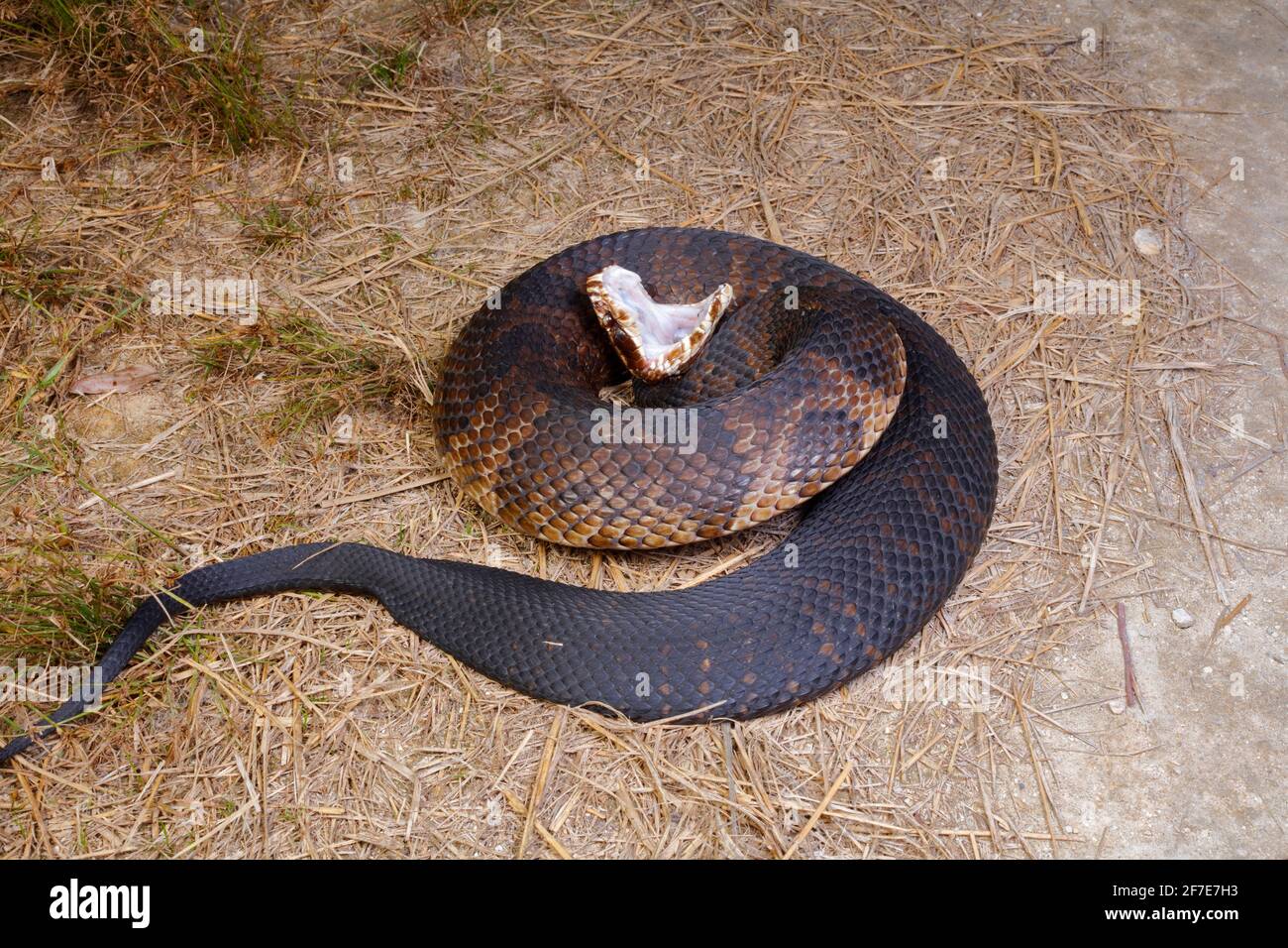 A Florida Cottonmouth, Agkistrodon piscivorus conanti, Coiled in a