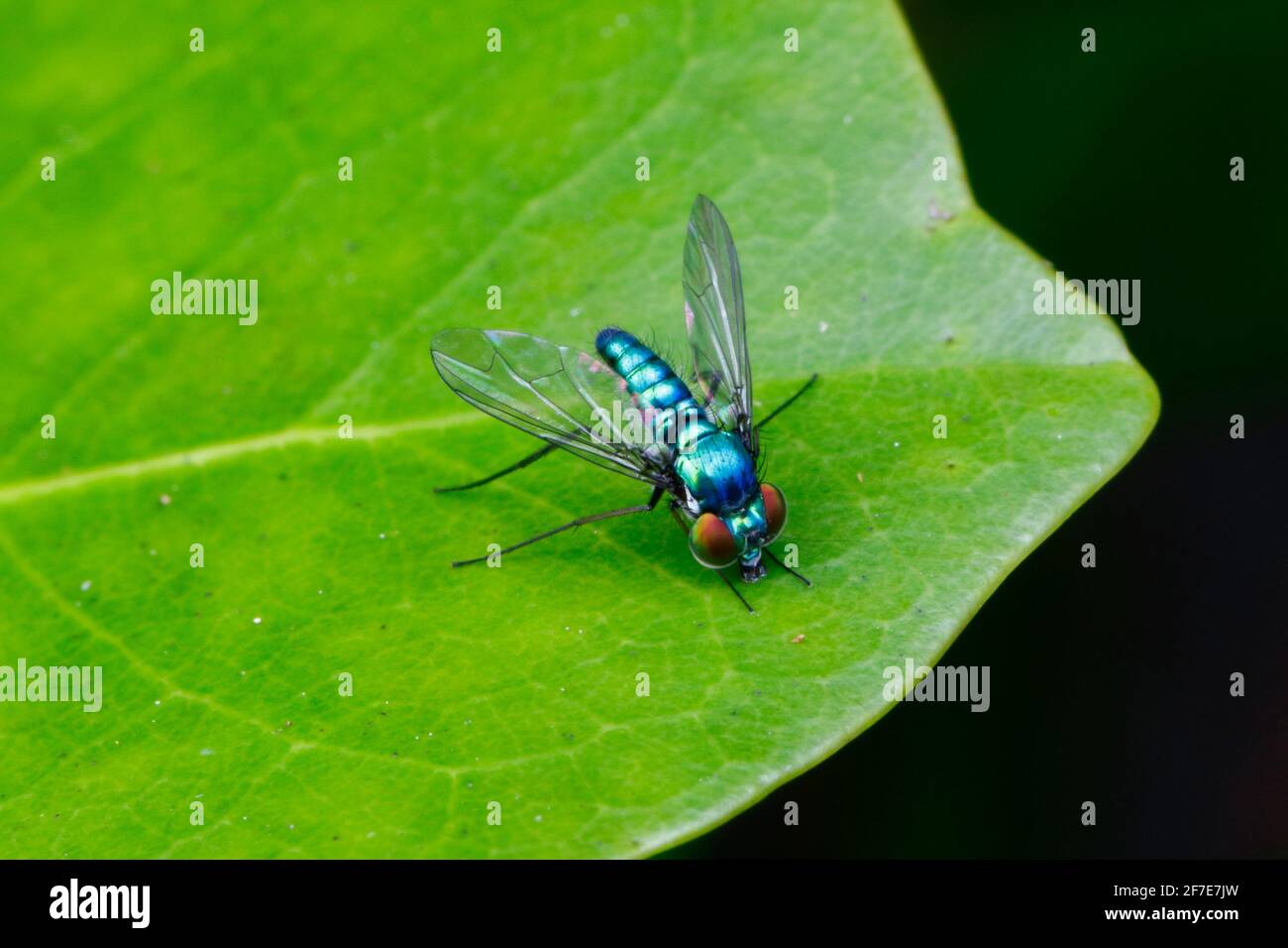 A long-legged fly is foraging on a leaf. Stock Photo