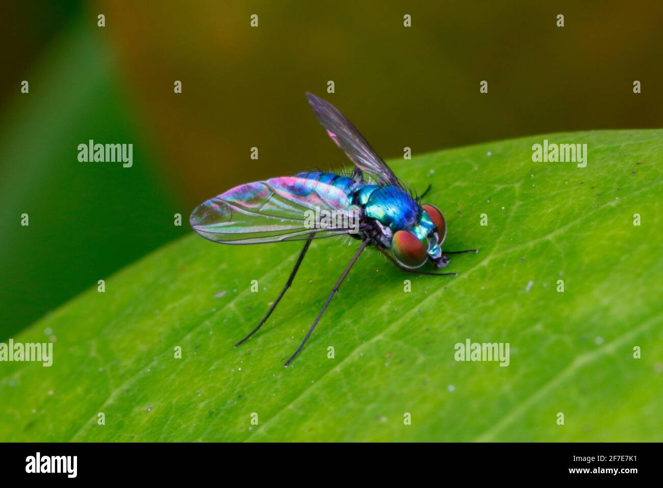 A long legged fly foraging. Stock Photo