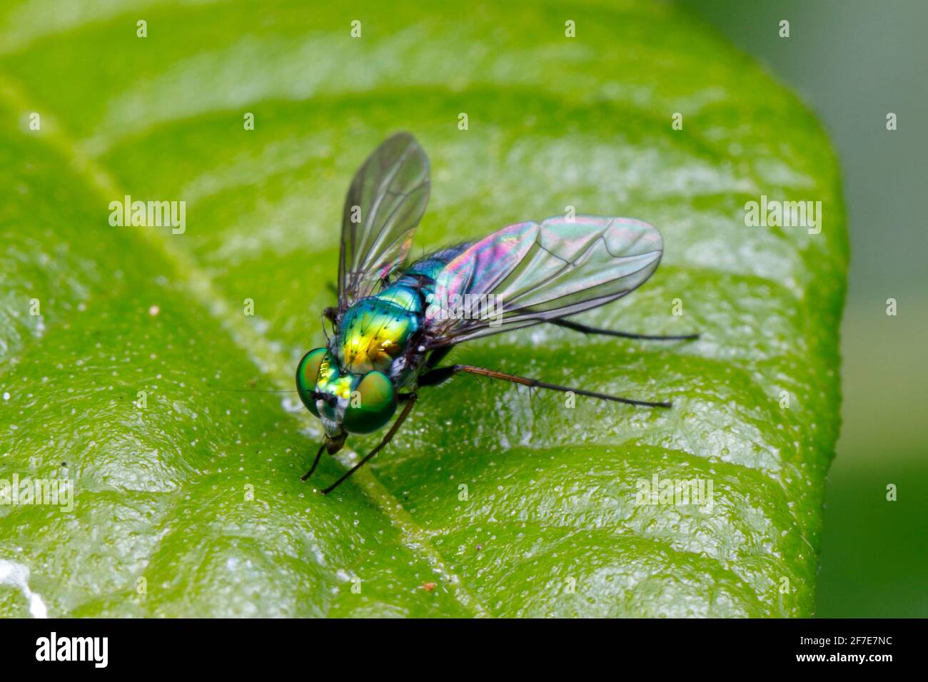 A long-legged fly is foraging on a leaf. Stock Photo