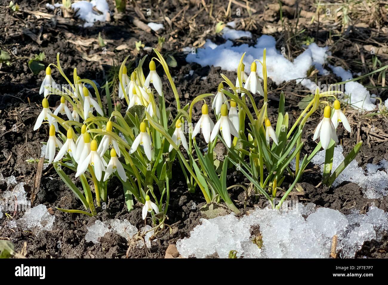 Little snowdrops in early spring, white flowers in the snow Stock Photo