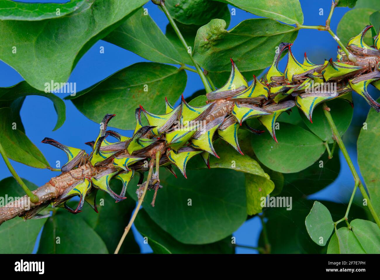 Thorn plant hoppers are assembled on a black bean cats claw tree Stock