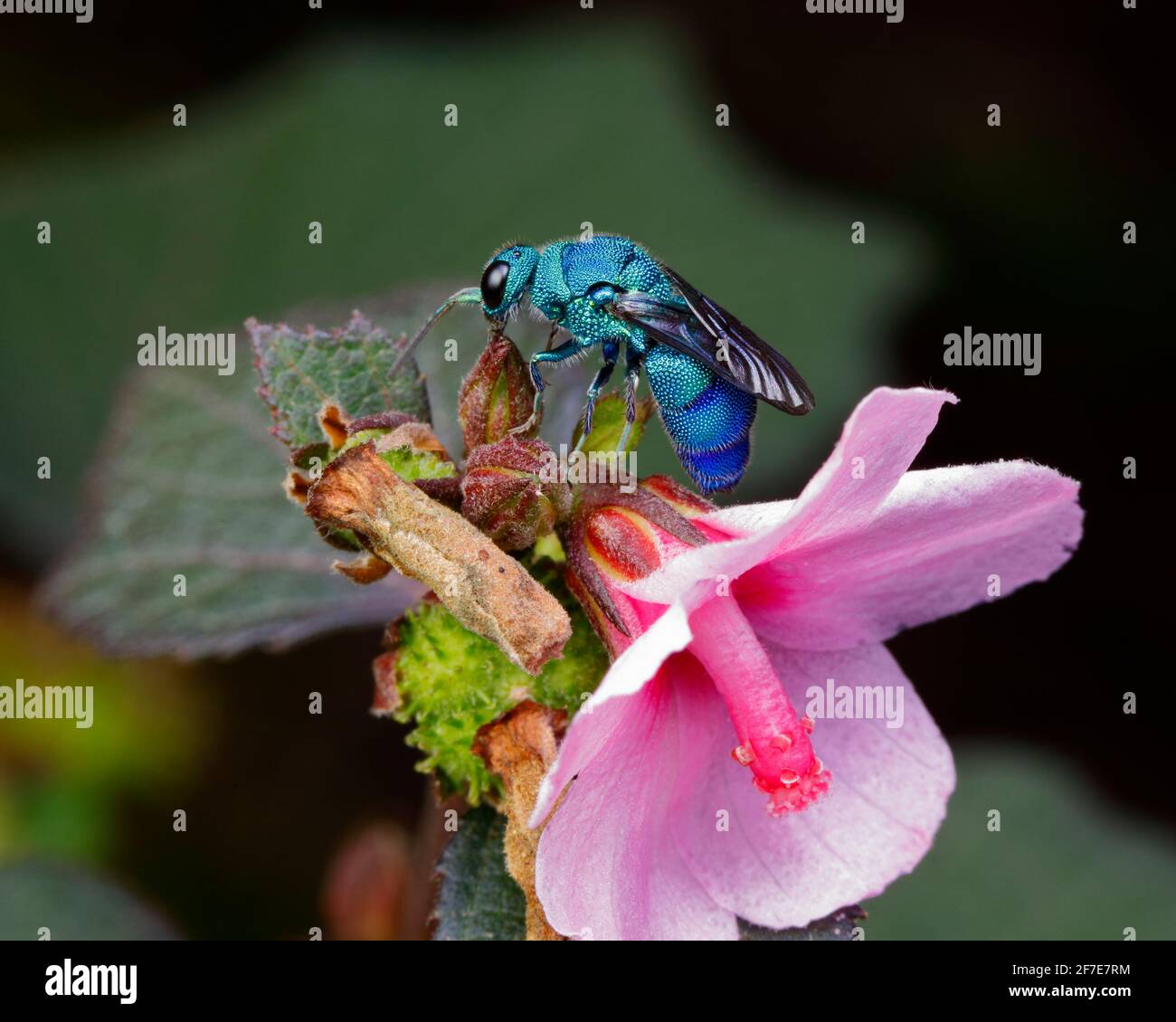 A Cuckoo Wasp, Chrysis spp, foraging on Caesar weed. Stock Photo