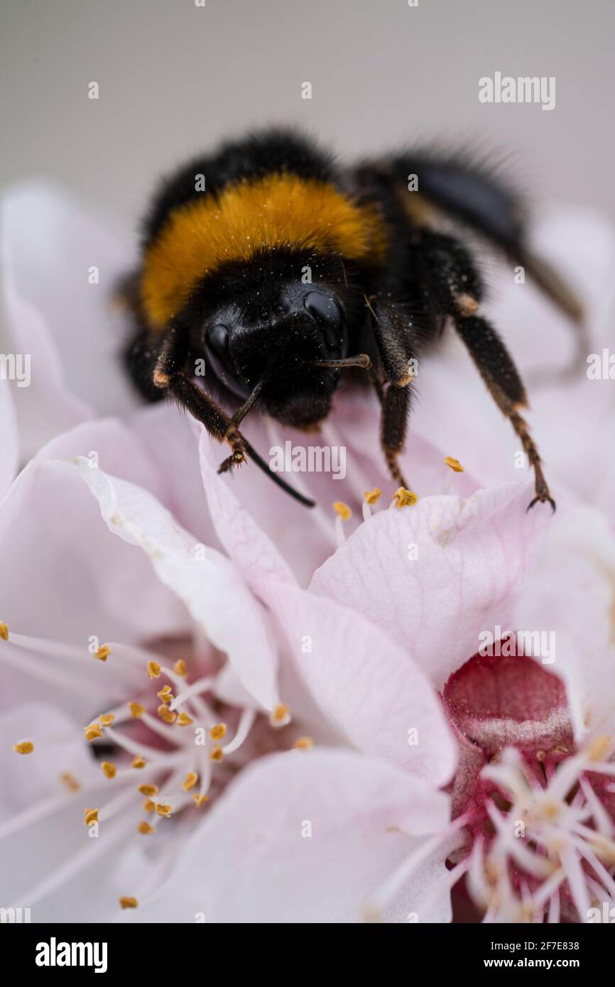 Bumble bee on a fruit tree flower, very efficient pollinator Stock Photo