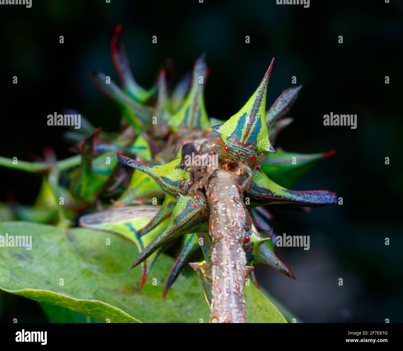 Thorn Treehoppers, Umbonia crassicornis, assembled and feeding on a cat claw black bead tree branch. Stock Photo