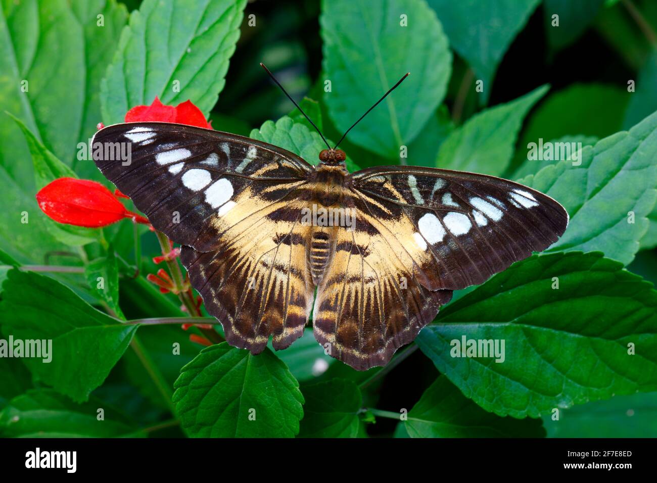 A Clipper, Parthenos sylvia, at rest on a leaf. Stock Photo