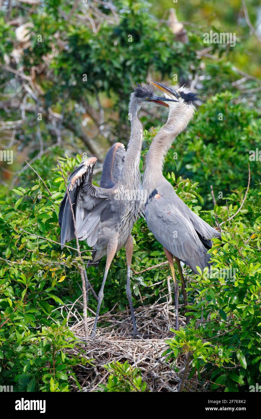 A great blue heron, Ardea herodias,in a squabble. Stock Photo