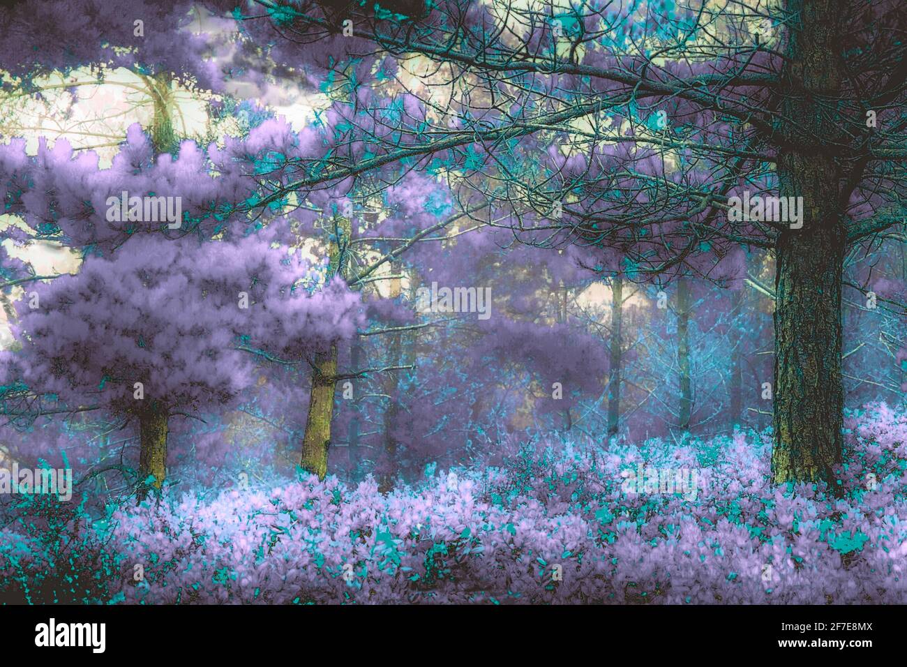 Art photo of woodland - study in lilac Stock Photo