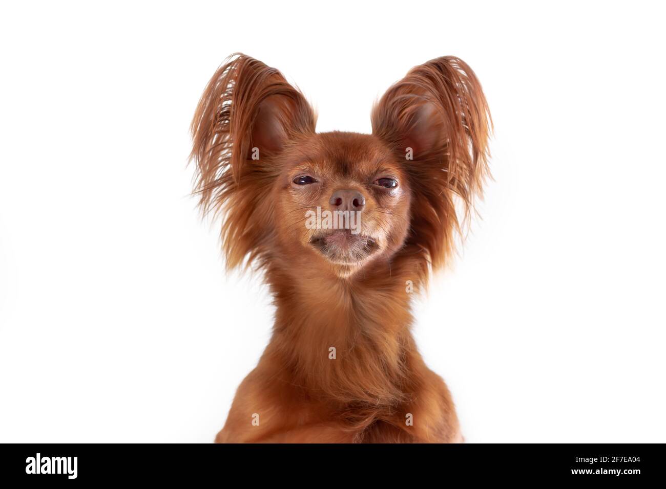 Red Long Haired Dog High Resolution Stock Photography And Images Alamy
