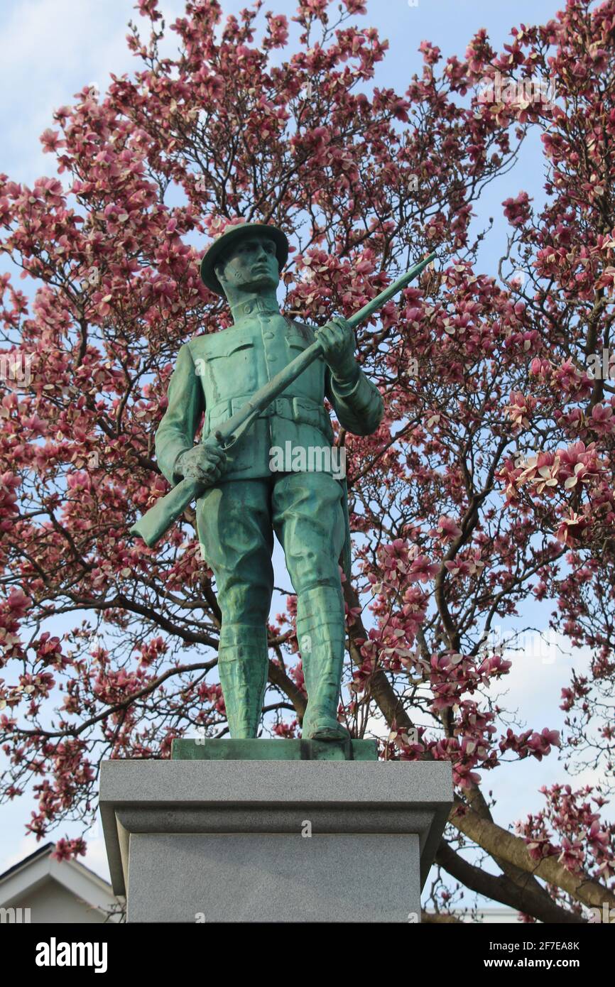 World War I Doughboy Monment with magnolia blossoms in Morton Grove, Illinois Stock Photo