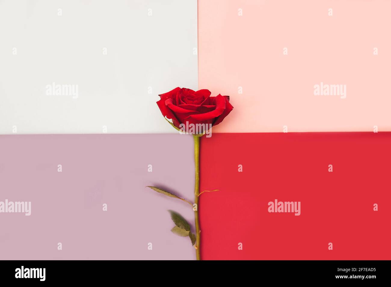 February Backdrop Roses Pink roses background. Red roses on white, pink, red and purple ...