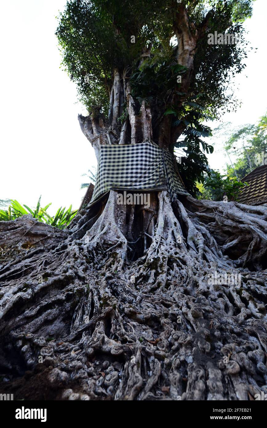 Sacred Banyan tree at the Tirta Empul temple in Bali, Indonesia. Stock Photo
