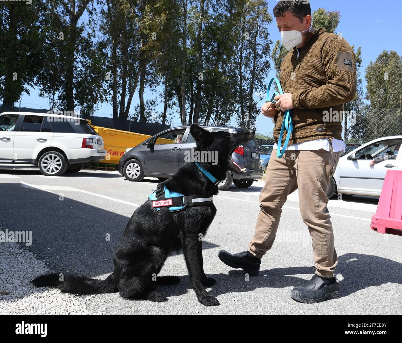 Rome, Italy. 6th Apr, 2021. German Shepherd Harlock is trained to detect coronavirus in Rome, Italy, on April 6, 2021. In the Campus Bio-Medico University Hospital, a project has been launched to train dogs to detect the presence of coronavirus in human sweat. Credit: Alberto Lingria/Xinhua/Alamy Live News Stock Photo