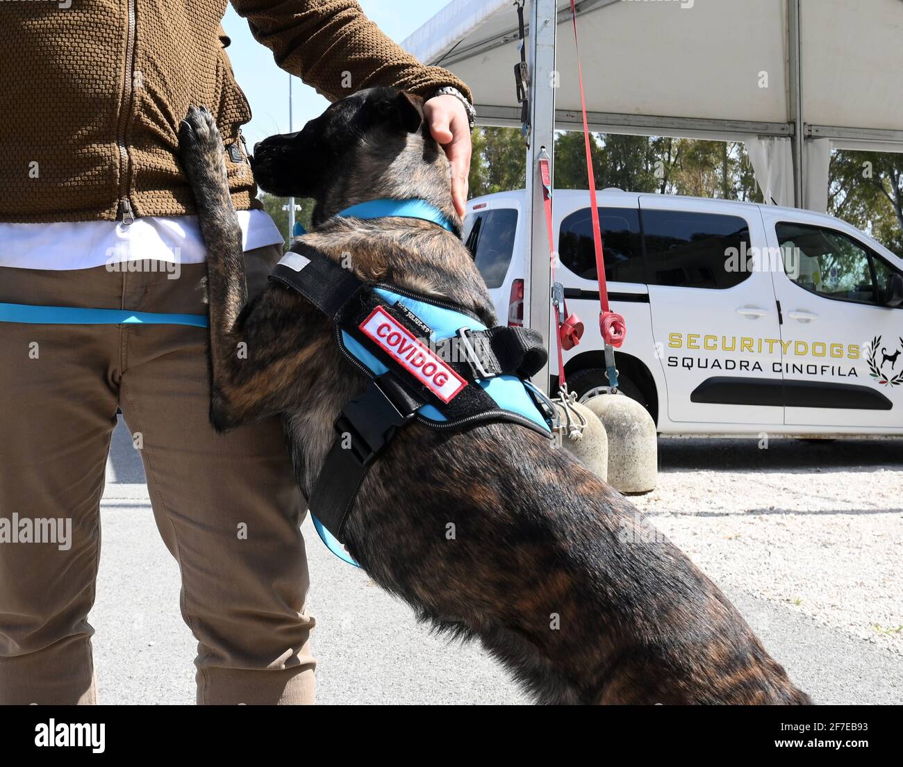 Rome, Italy. 6th Apr, 2021. Dutch Shepherd Roma is trained to detect coronavirus in Rome, Italy, on April 6, 2021. In the Campus Bio-Medico University Hospital, a project has been launched to train dogs to detect the presence of coronavirus in human sweat. Credit: Alberto Lingria/Xinhua/Alamy Live News Stock Photo
