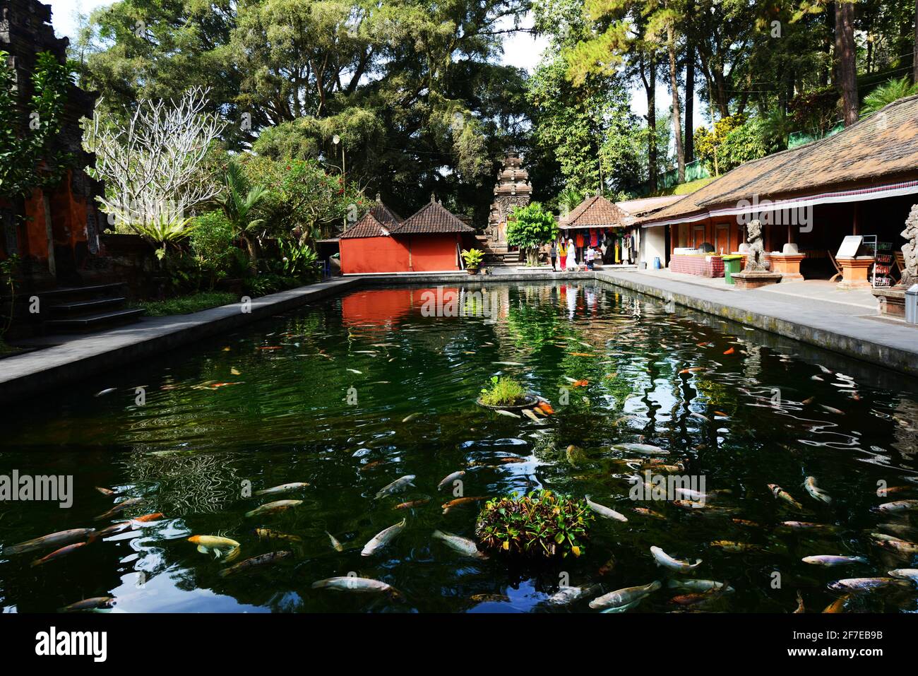 Koi fish in a pond inside the Tirta Empul temple in Bali, Indonesia Stock  Photo - Alamy