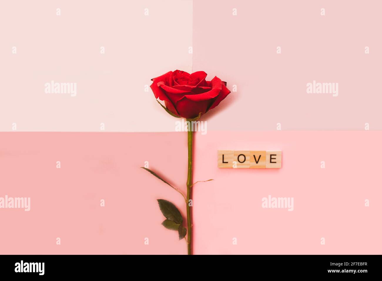February Roses Background Pink roses background. Red roses on pink background. February backdrop ...