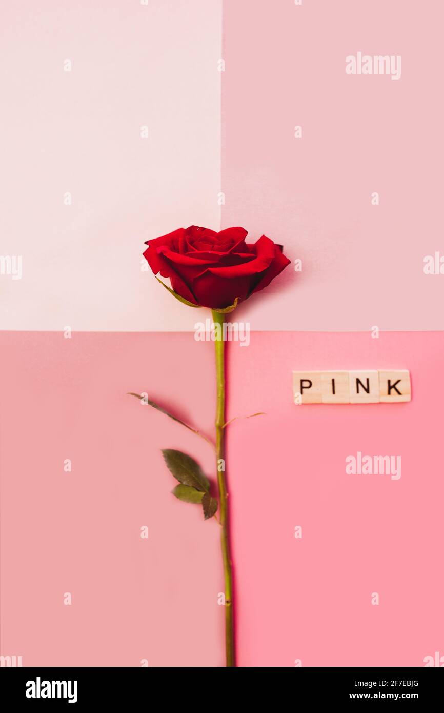 Pink Roses Feb Background Pink roses background. Red roses on pink background. February backdrop ...