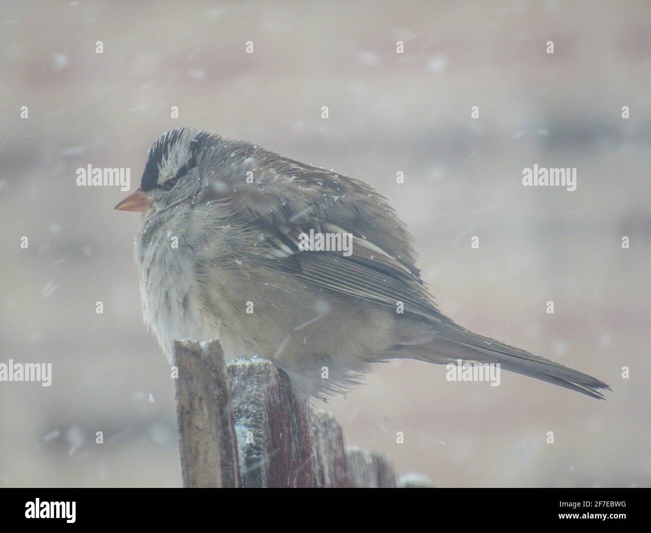 Cold White-crowned sparrow in the snow. Stock Photo