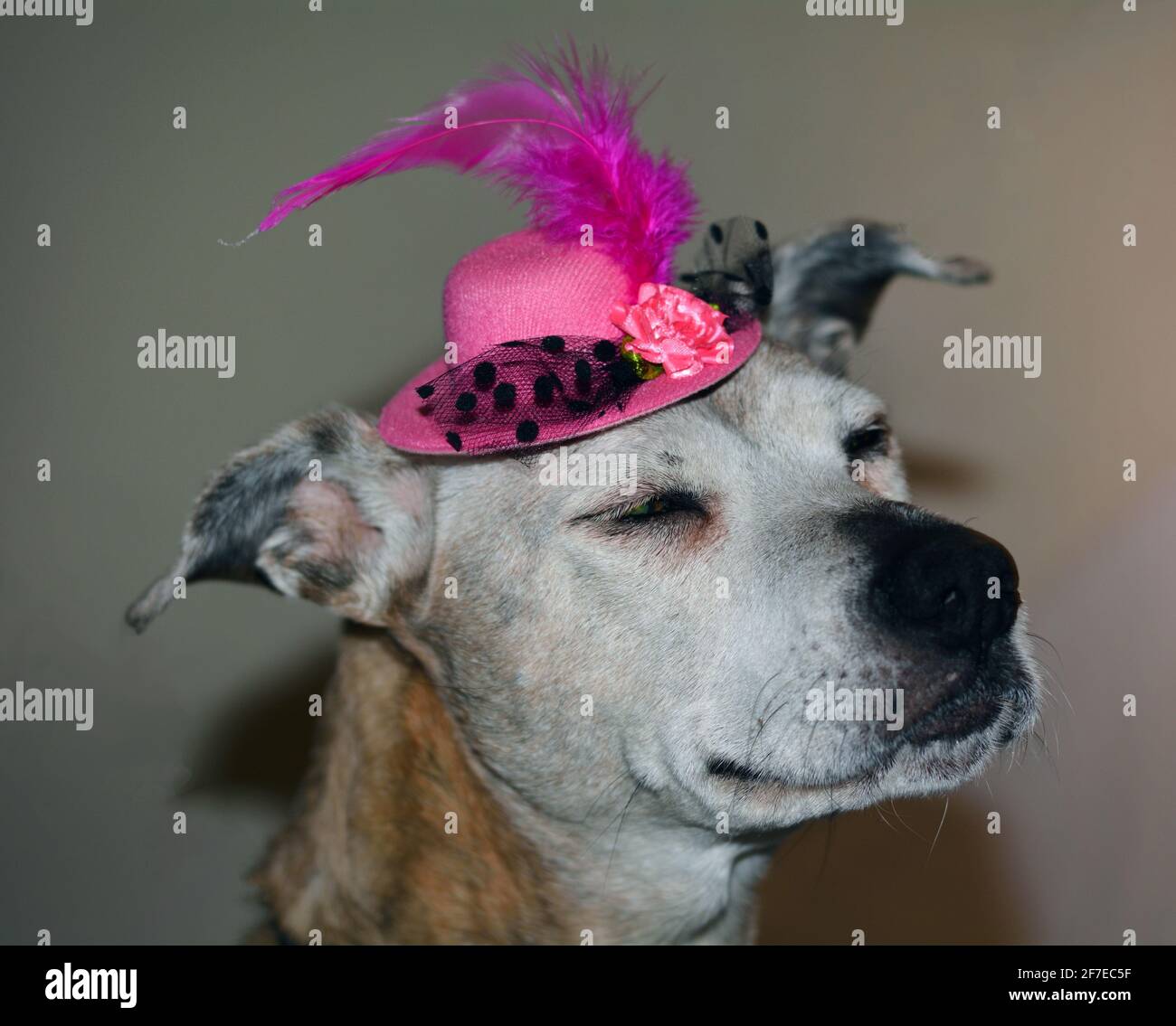 Happy contented old lady senior boxer mix dog in her pink fancy hat Stock Photo