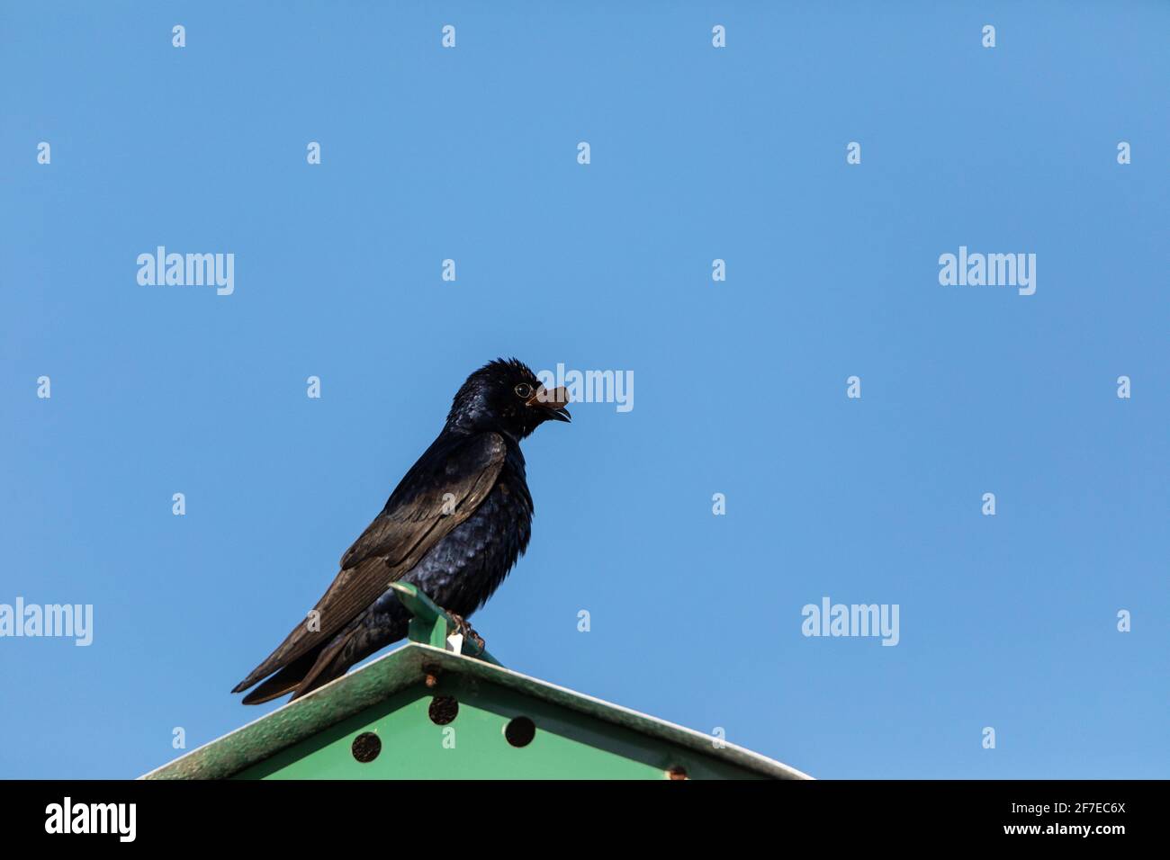 Purple martin bird Progne subis perches on a birdhouse in Marco Island, Florida with a leaf in its beak. Stock Photo
