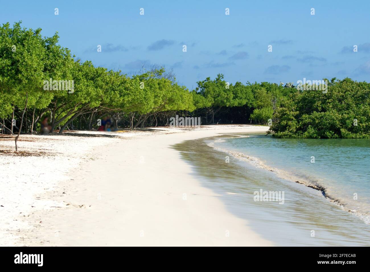 Mangrove forests around the beach at Tortuga Bay, Santa Cruz Island, Ecuador Stock Photo