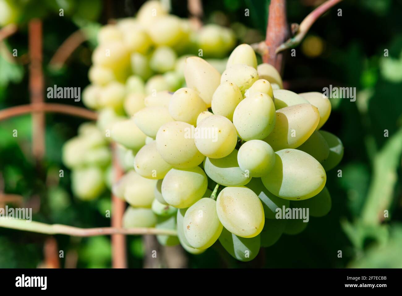 Cotton candy grapes hires stock photography and images Alamy
