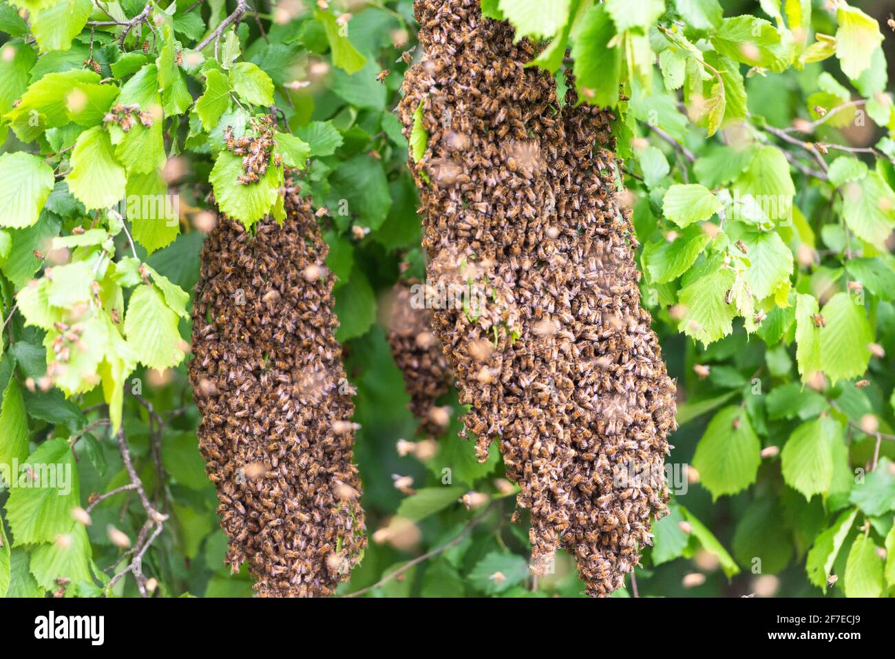 Swarms of bees hi-res stock photography and images - Alamy