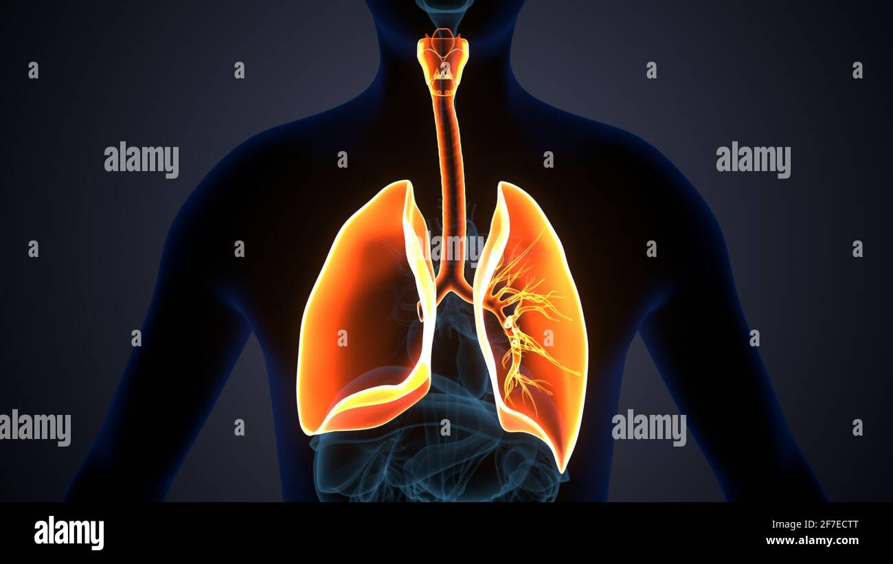 WHAT IS THE ANATOMY AND PHYSIOLOGY OF NORMAL LUNGS visual data 8
