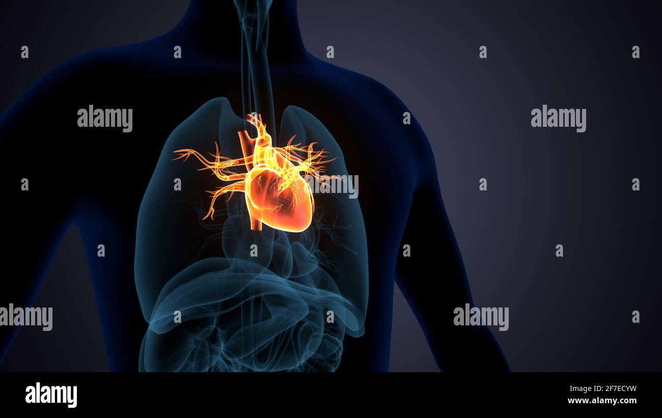 3d illustration of human body organ heart anatomy. Stock Photo