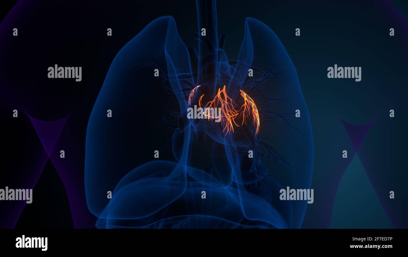 3d render of male human body heart anatomy Stock Photo - Alamy