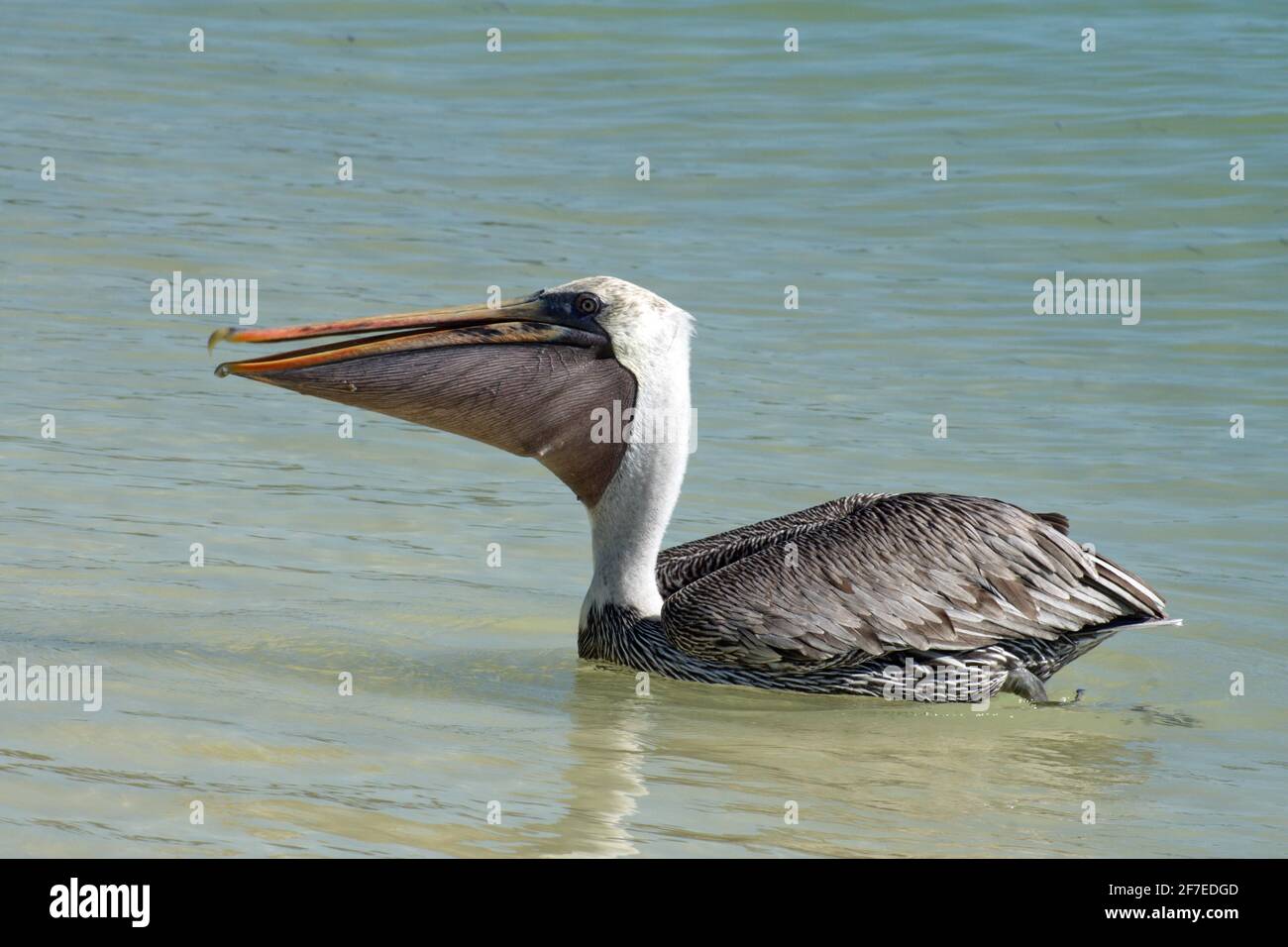 Brown pelican fishing hi-res stock photography and images - Alamy