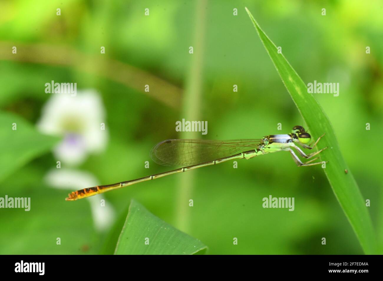 Damselfly life cycle hi-res stock photography and images - Alamy