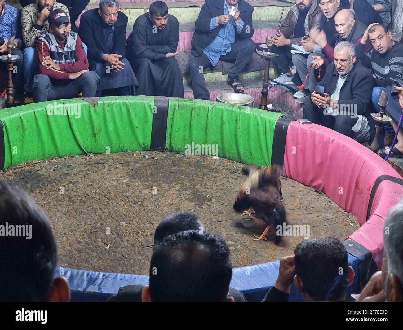 basra, Iraq - april 27, 2020:  photo cocks fighting match in basra city Stock Photo