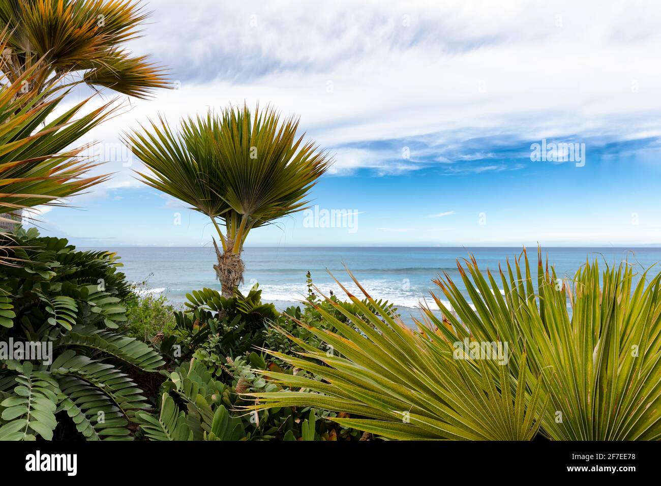 Select focus of little palm trees with ocean and sky in background Stock Photo