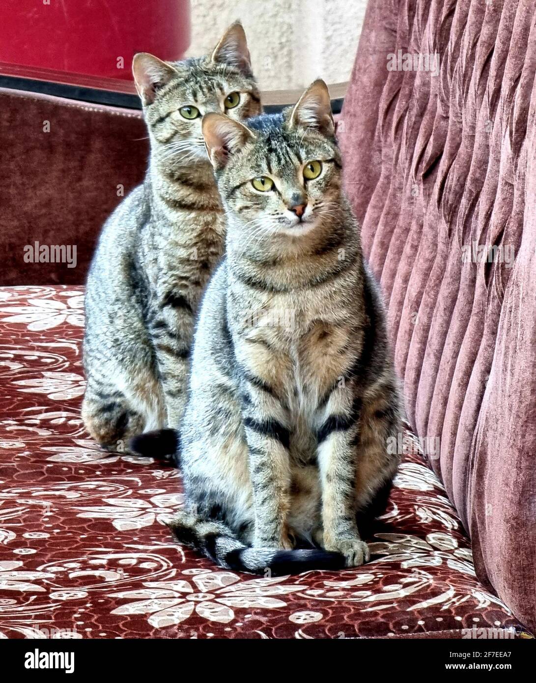 photo of beautiful cat from iraq Stock Photo - Alamy