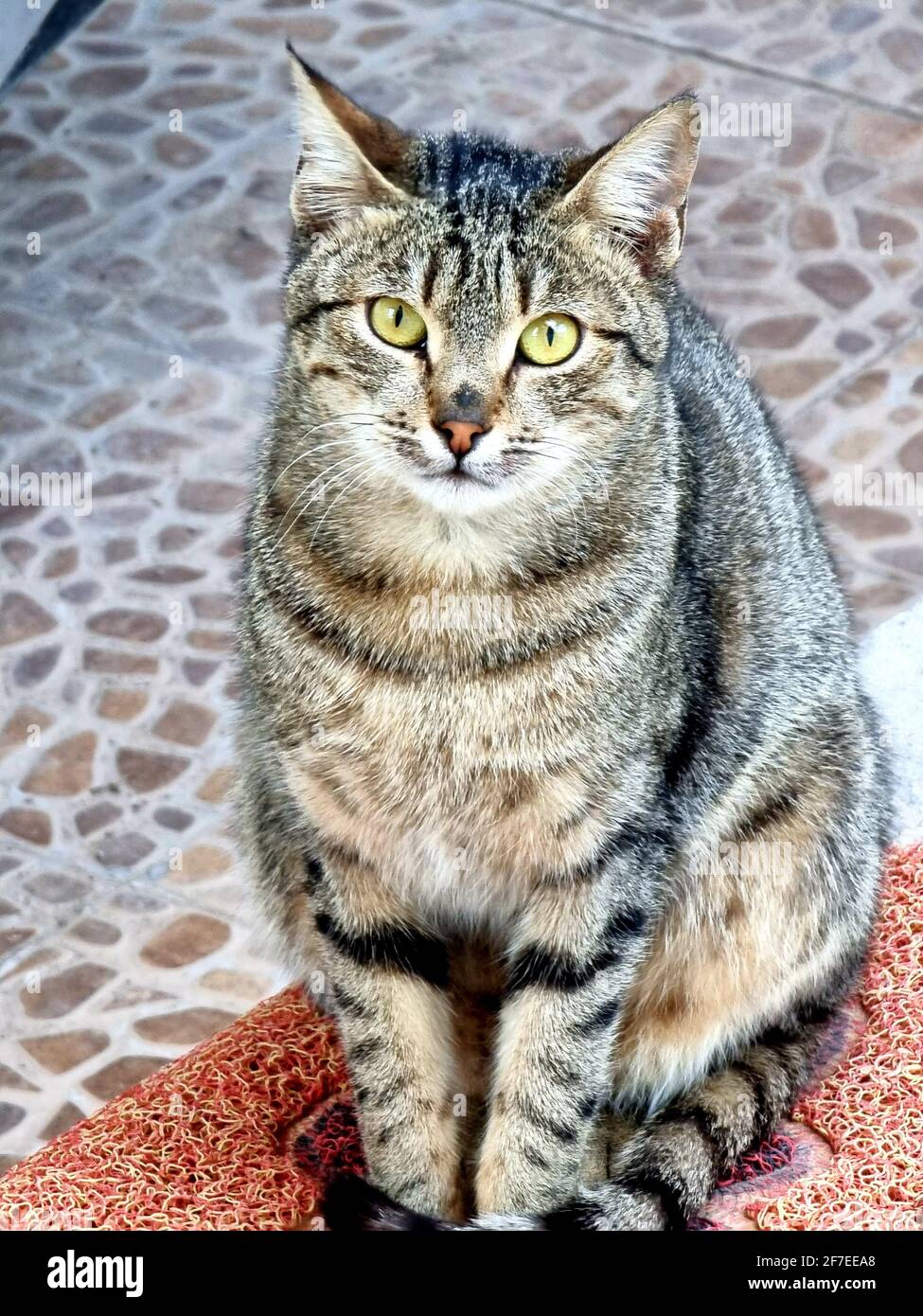 photo of beautiful cat from iraq Stock Photo - Alamy