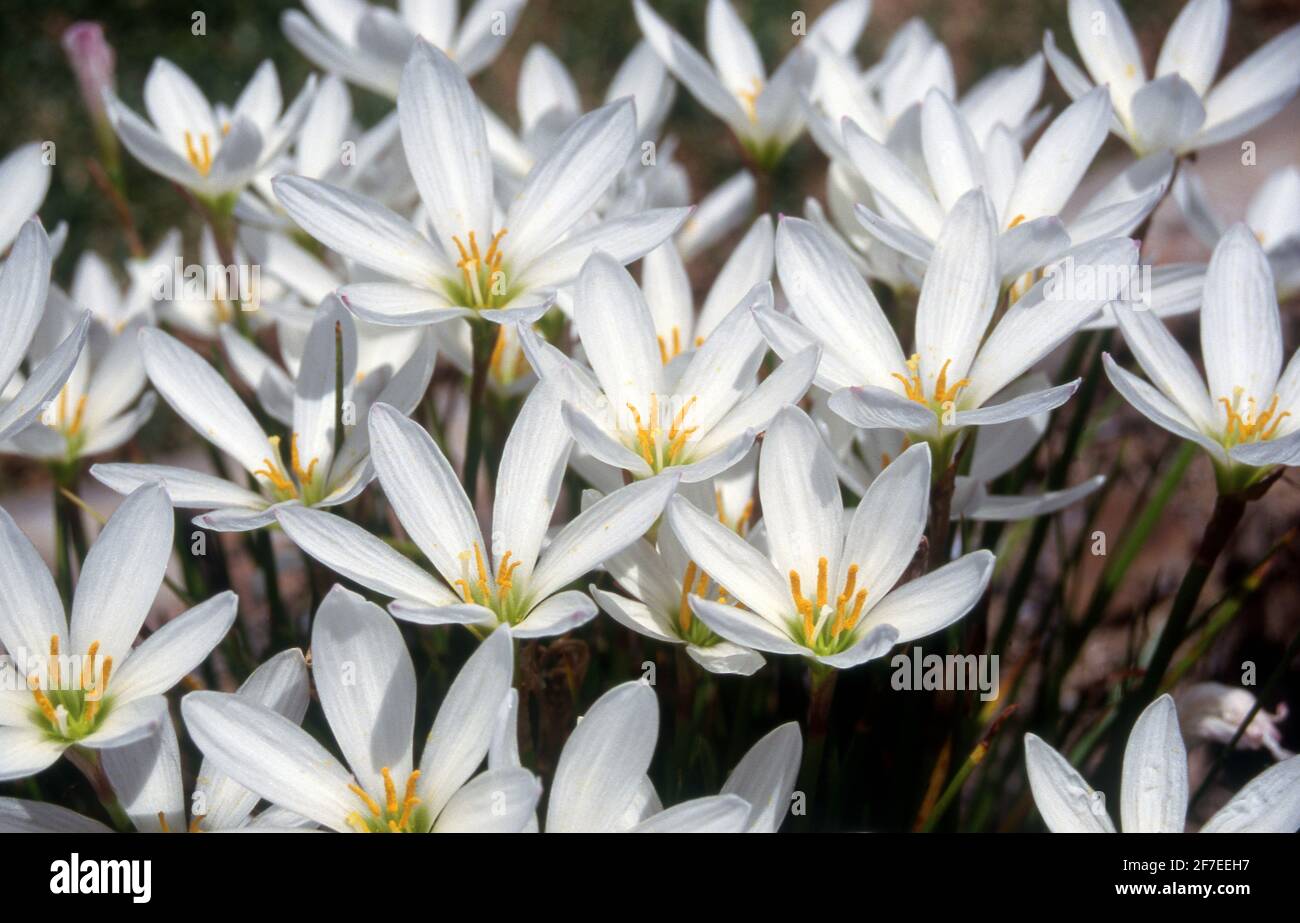 FLOWERING ZEPHYRANTHES CANDIDA FLOWERS COMMONLY KNOWN AS RAIN LILIES. A LOW GROUND COVER BARING WHITE FLOWERS. Stock Photo